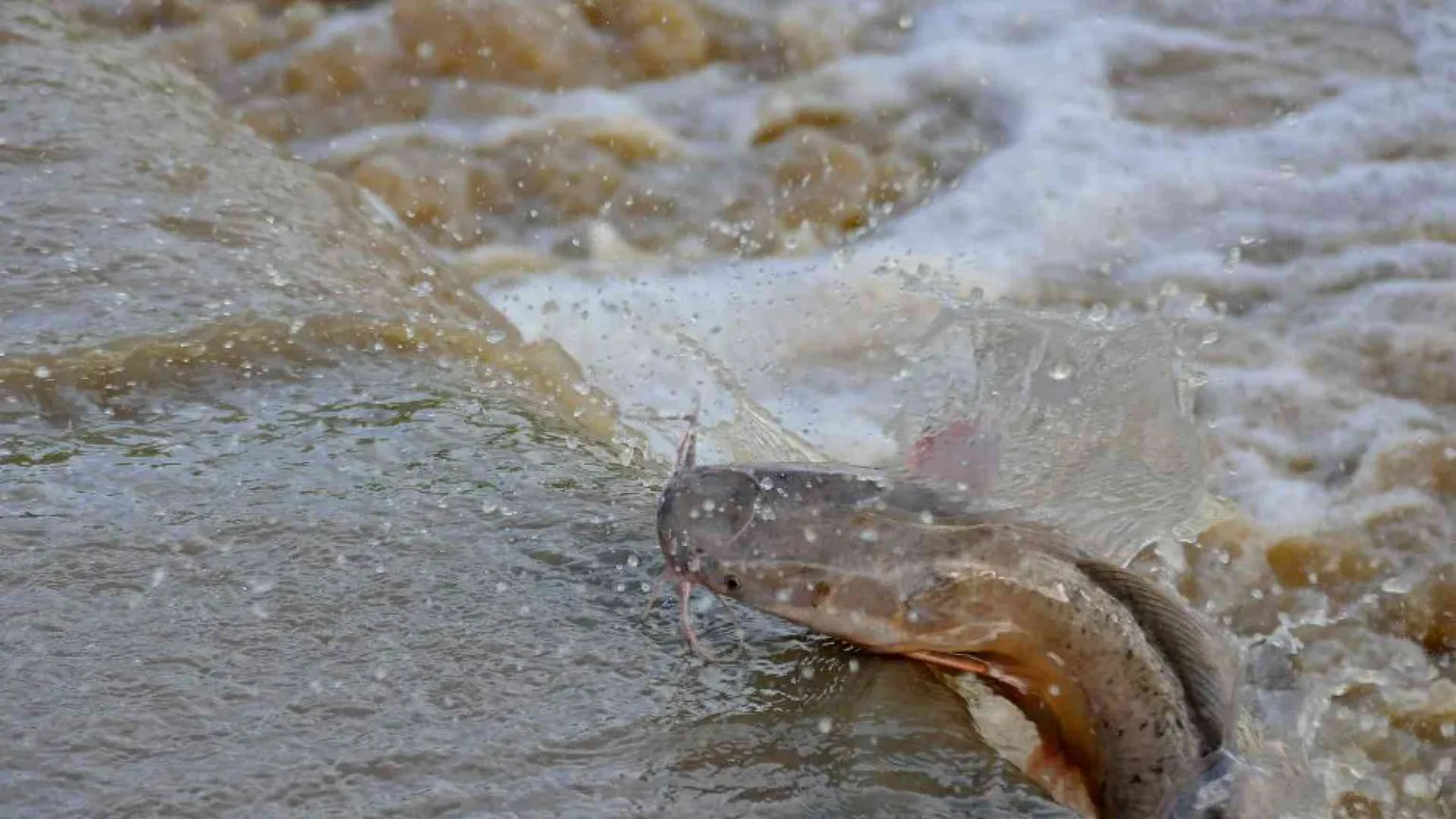 Dalla pelle del pesce gatto arriva un nuovo antibatterico