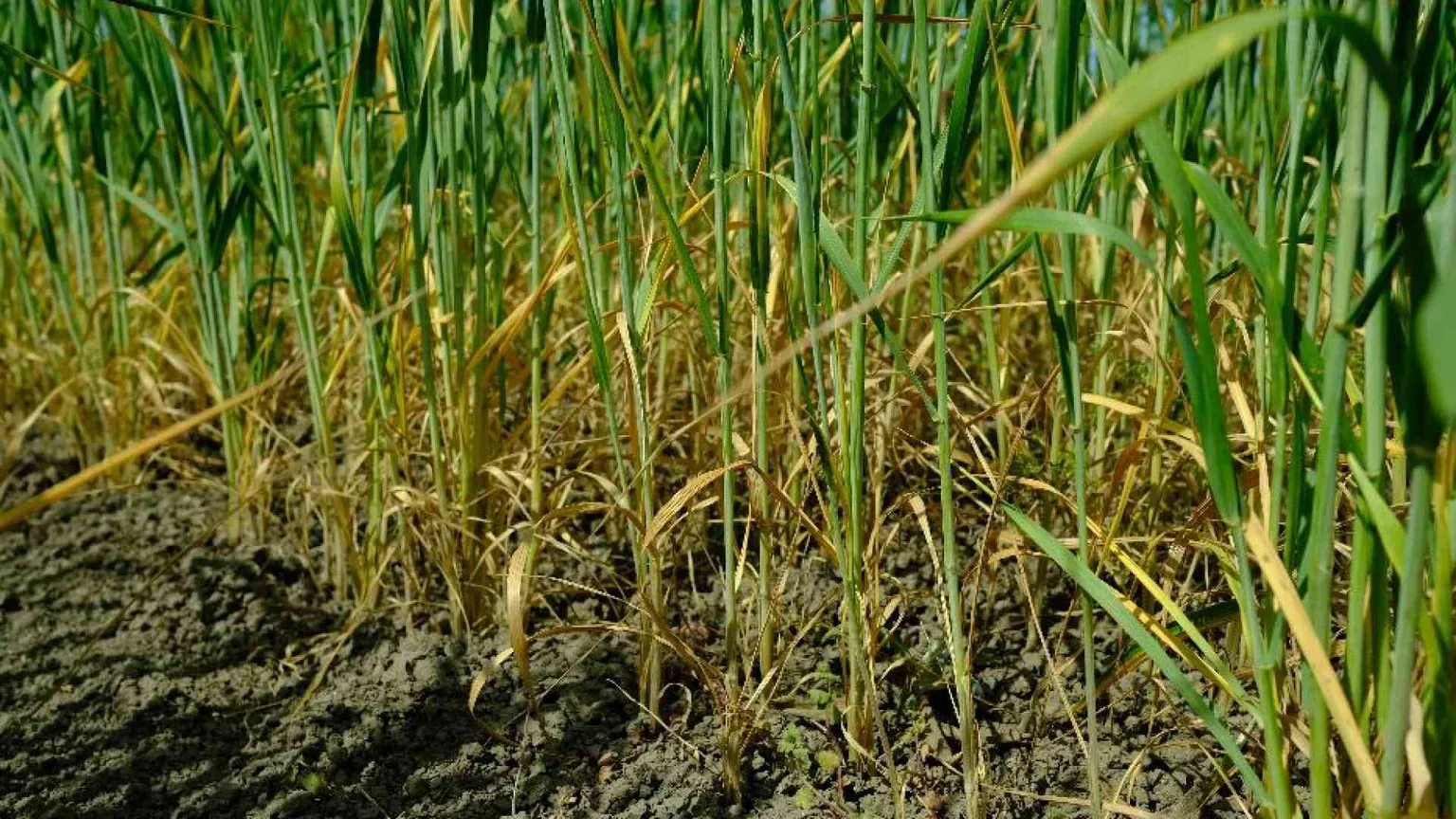 Siccità e caldo nel Sud Italia, così viene rovinata la produzione di grano