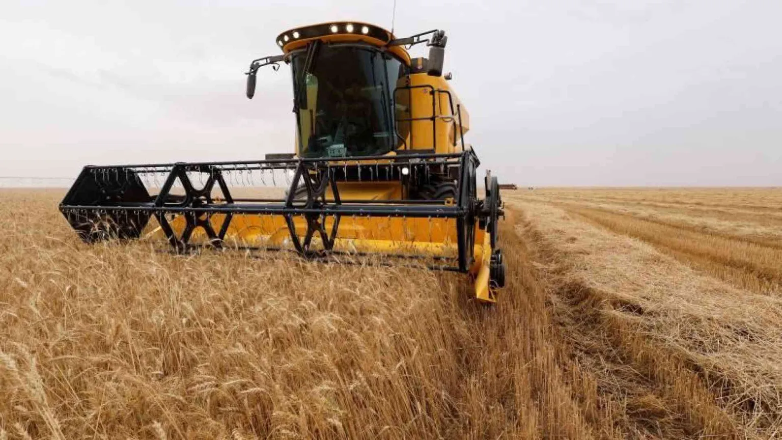 Con i prezzi alti di mais, grano e riso le migliori aziende italiane rischiano