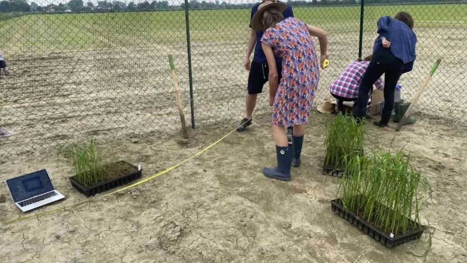 A Pavia primo test del riso dal genoma “corretto”