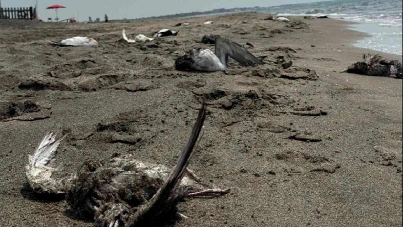 Litorale romano, strage di uccelli marini. La Lipu: sono le reti da pesca