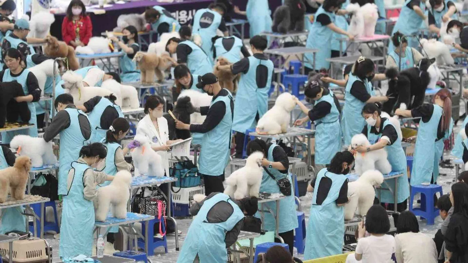 In Asia tutti pazzi per gli animali