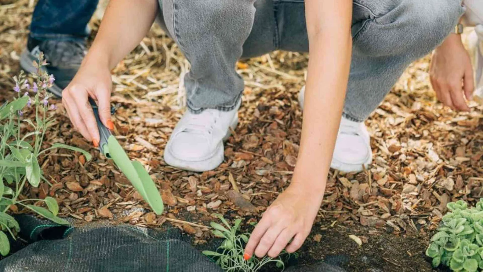 Ci sono 80 nuove piante officinali nel “Giardino dei semplici” del Gemelli