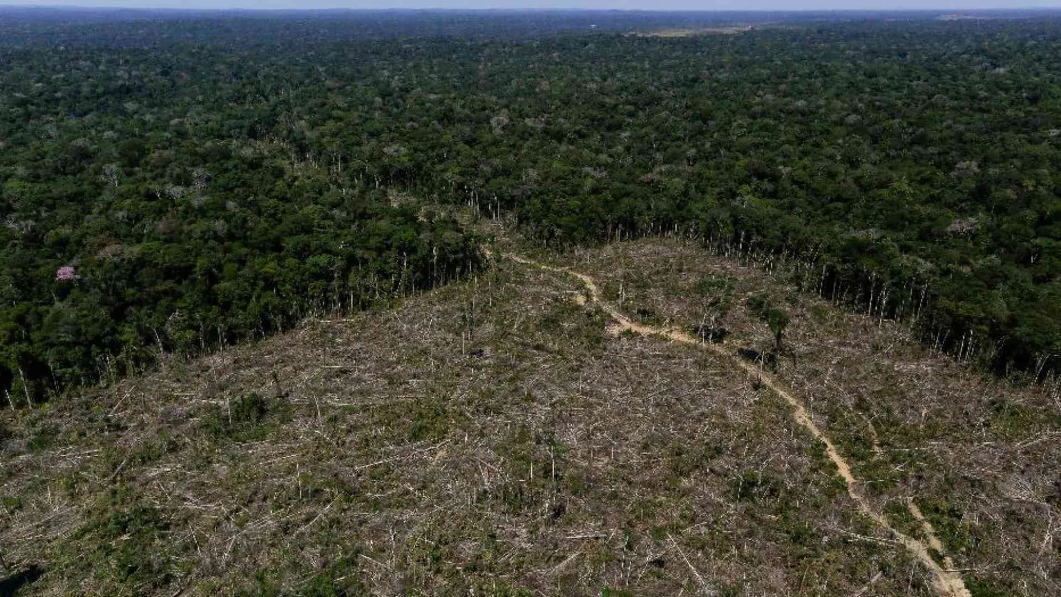 Gli Stati Uniti in pressing sulla Ue: stop alla legge anti-deforestazione