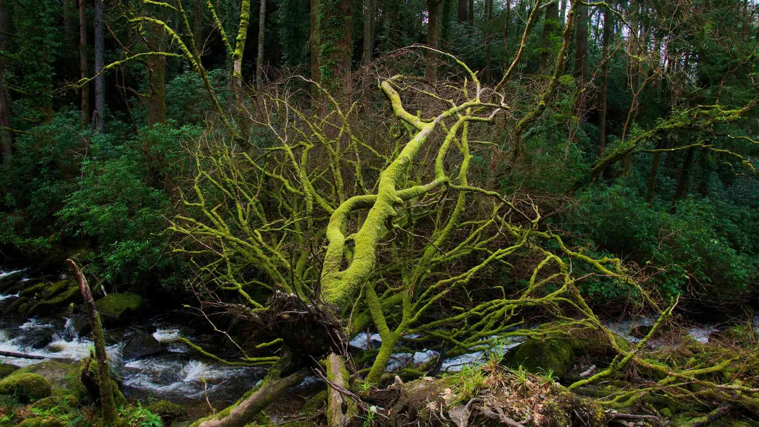 Occorrono miliardi per proteggere la biodiversità. La finanza ci prova