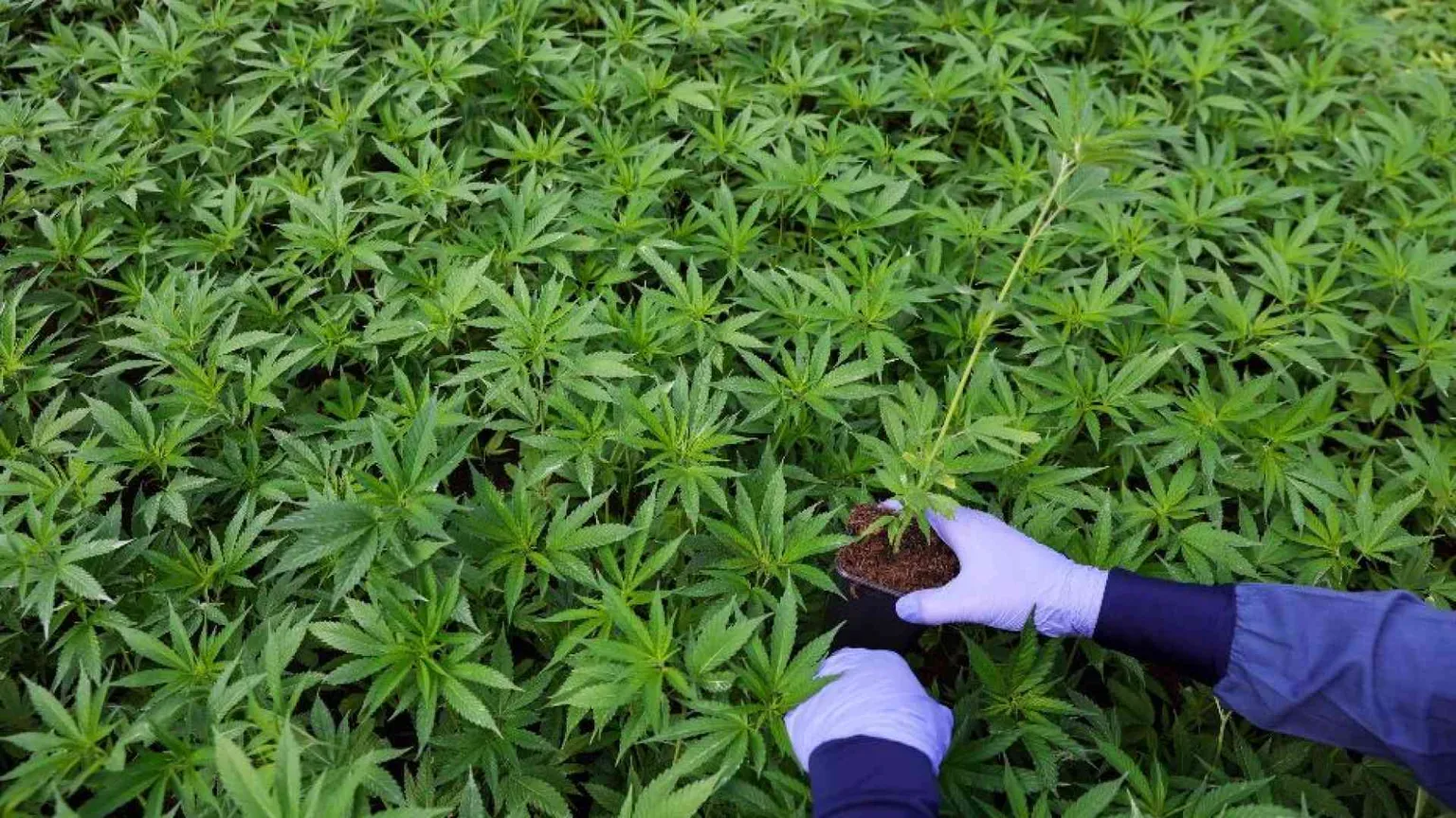 Normalizzare Cbd e Thc aumenta il consumo di sostanze