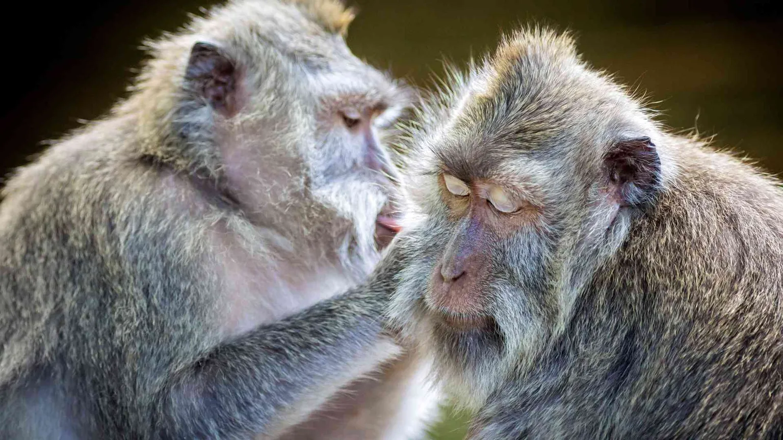 Vaiolo delle scimmie, «in Italia situazione sotto controllo». Cosa si rischia