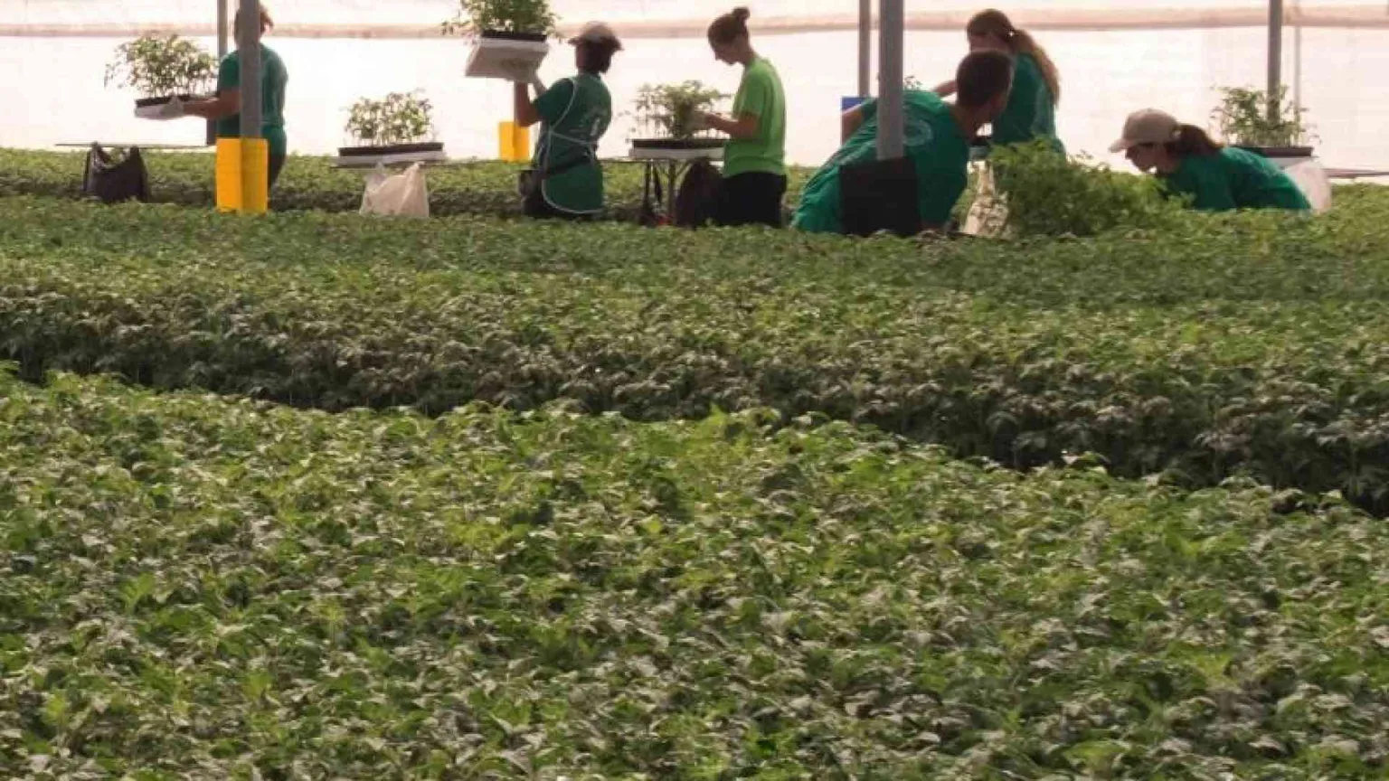 L’Italia insegue l’Olanda su fiori e piante: export trainato dal verde urbano