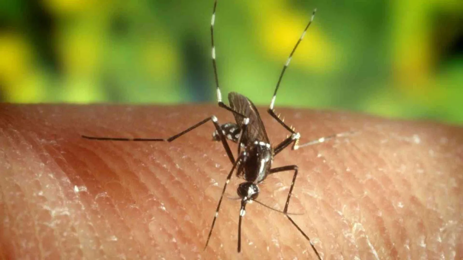 Le zanzare infette, il boom di casi a Fano, i kit: la Dengue deve preoccuparci?