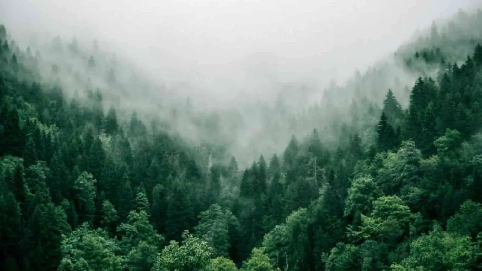 La società degli alberi cerca la condivisione