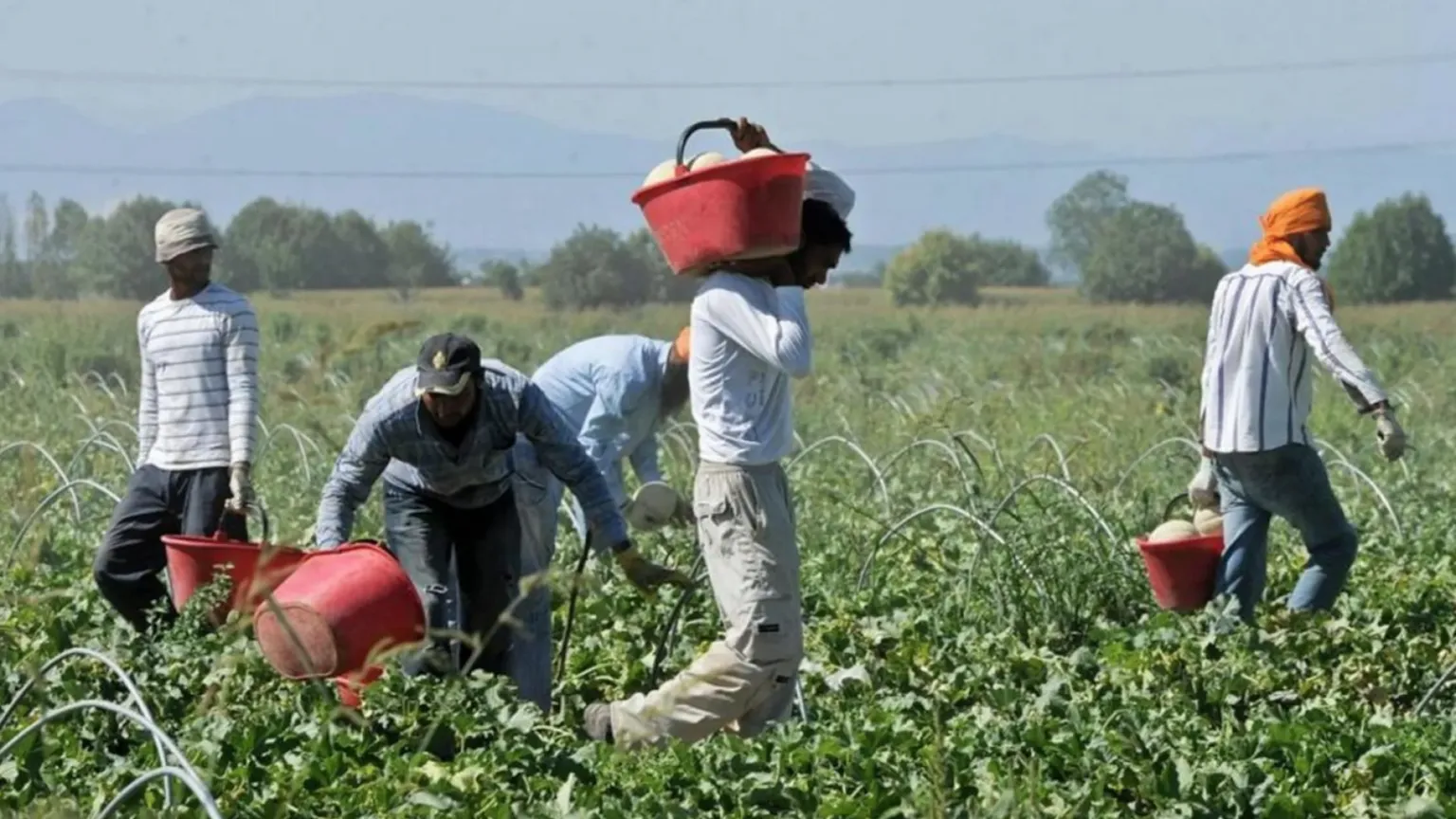 L'ultimo click day è per gli stagionali. Coldiretti: mancano 100mila lavoratori
