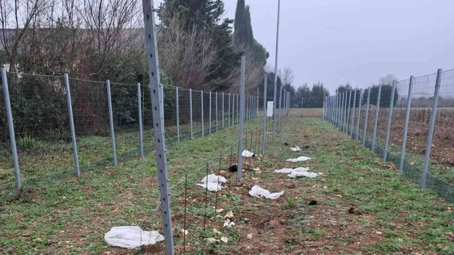 Dopo il riso la vite: altro attacco contro le sperimentazioni Tea