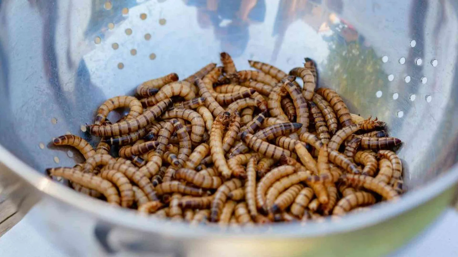 La polvere di larva gialla sarà venduta come un integratore di vitamina D