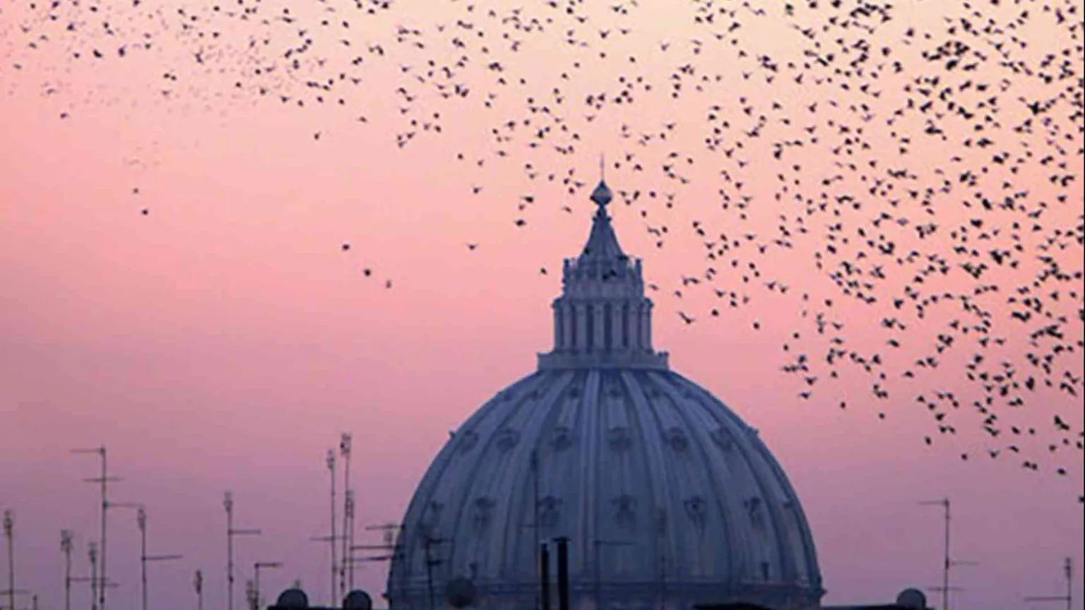 Rondini, falchi e colombe: la mappa dei nidi sulle chiese dei cammini giubilari