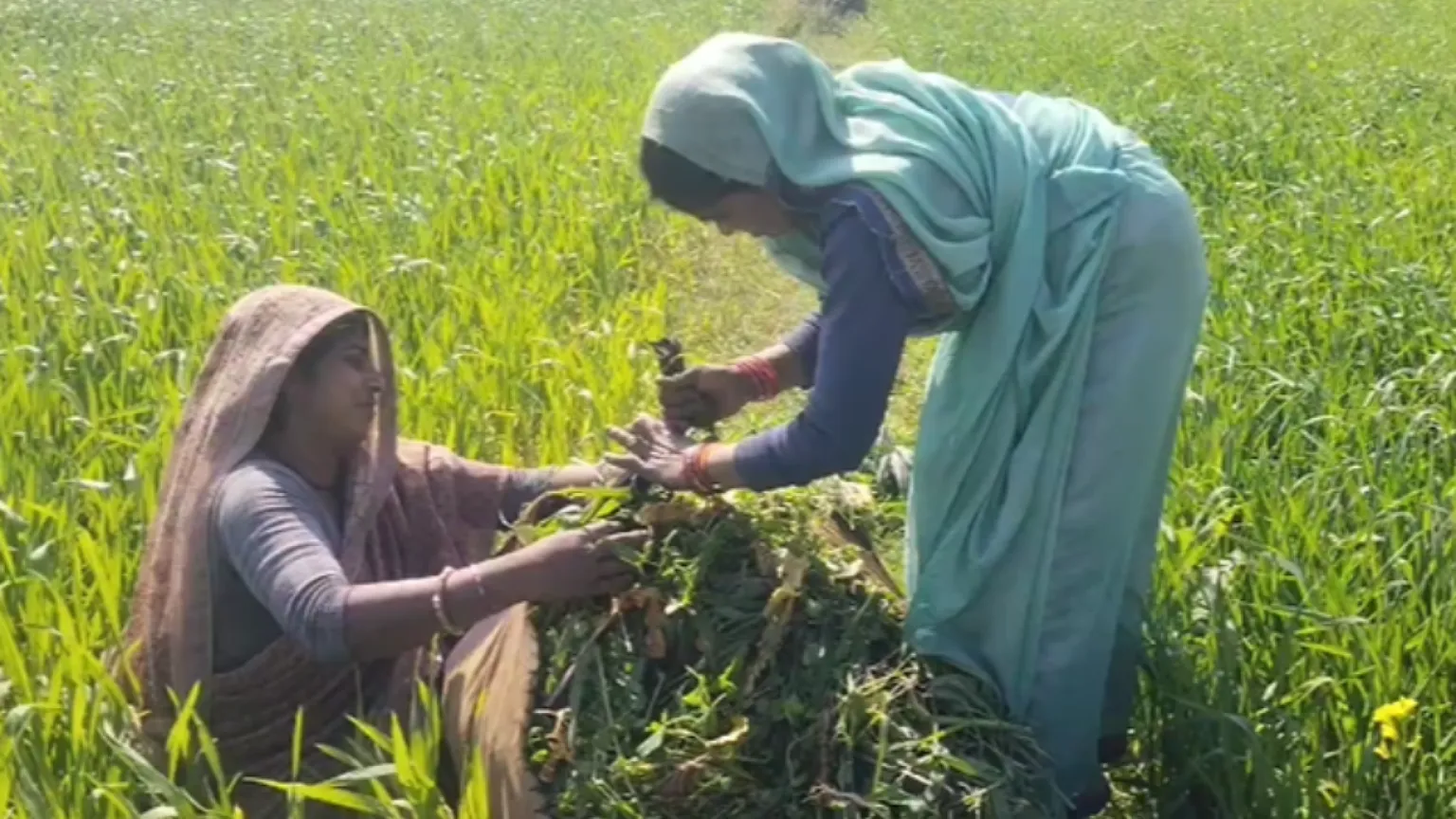 Sfruttate e invisibili: le contadine senza terra dell'India