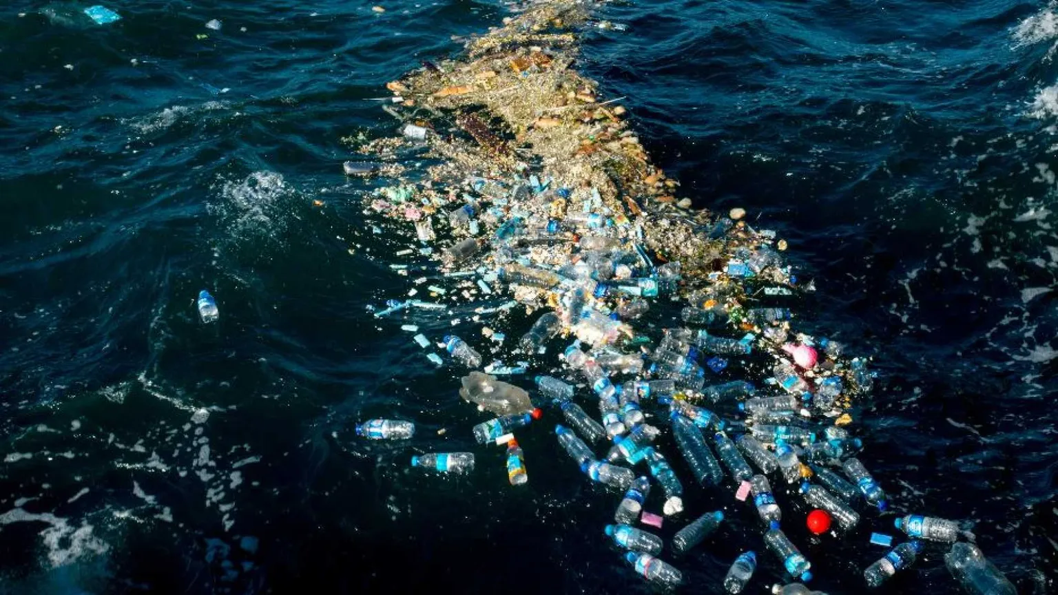 Le microplastiche sono nelle arterie. E si curano con un batterio