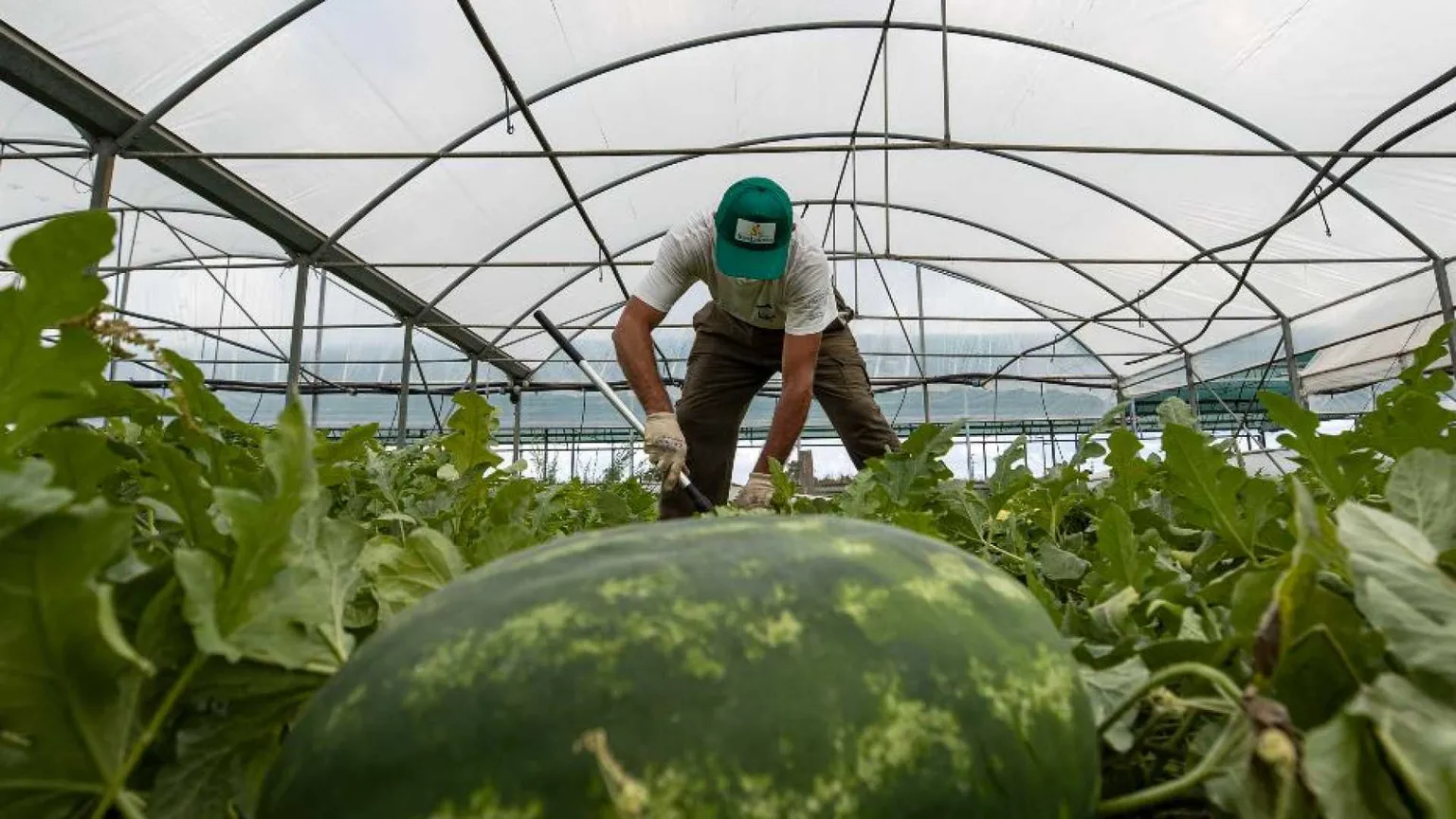 Emergenza caldo, se la legge non conta nulla: gli sfruttati ancora nei campi