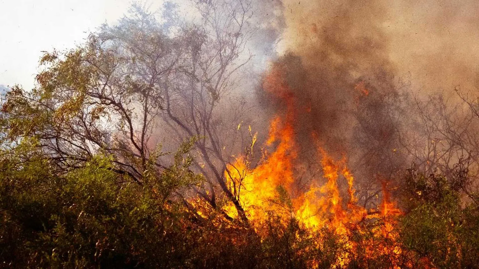 Il Sud devastato dagli incendi. I vescovi: «È odio verso il Creato»