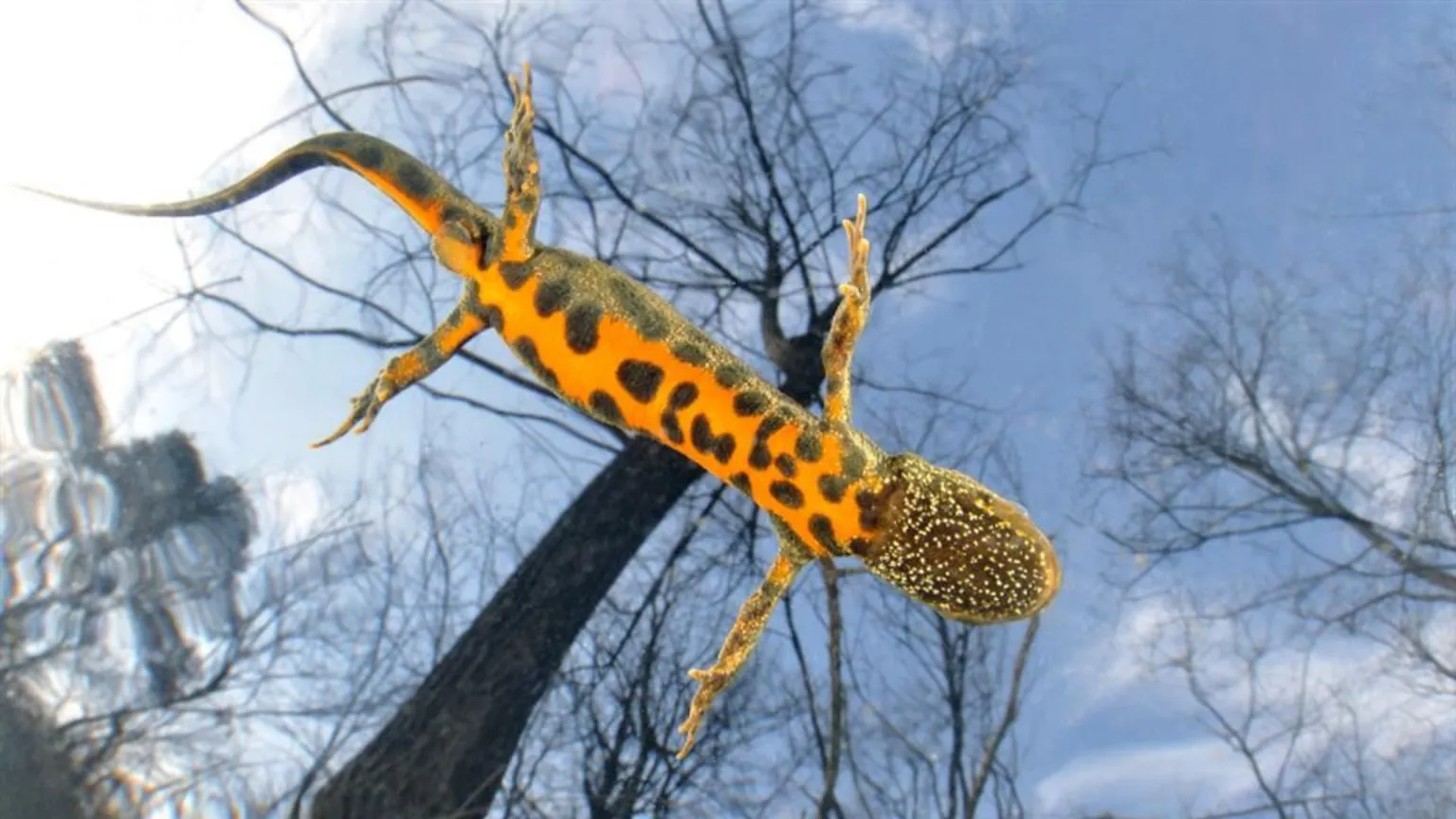 Il Paese della biodiversità: in Italia c'è il record europeo di specie
