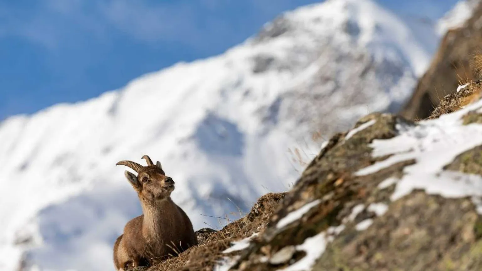 Così il Gran Paradiso punta davvero in alto