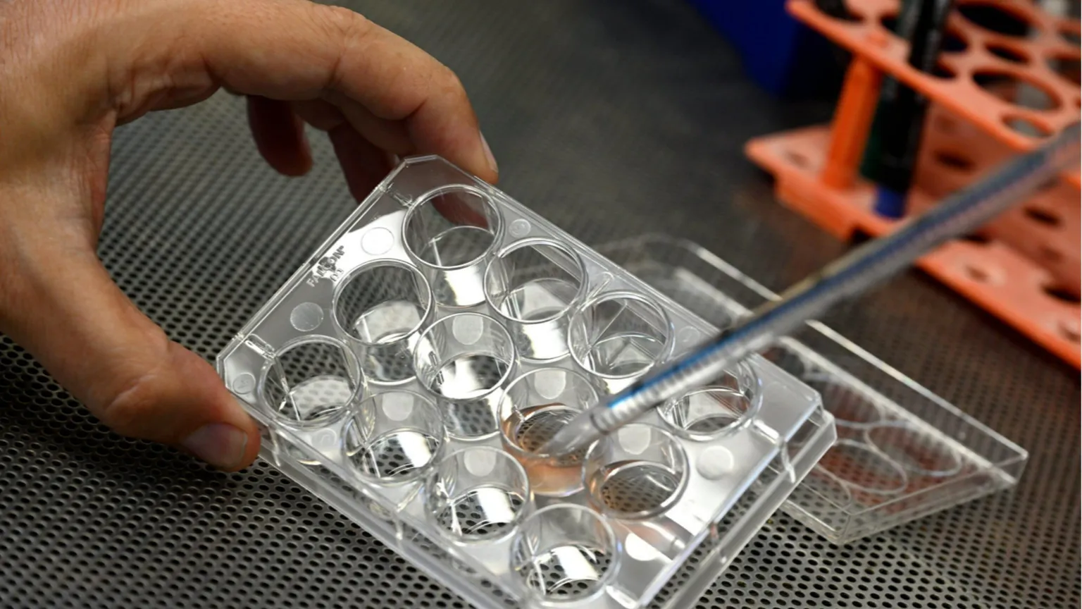 Cos’è la “tolleranza immunitaria” e perché è una scoperta da Nobel