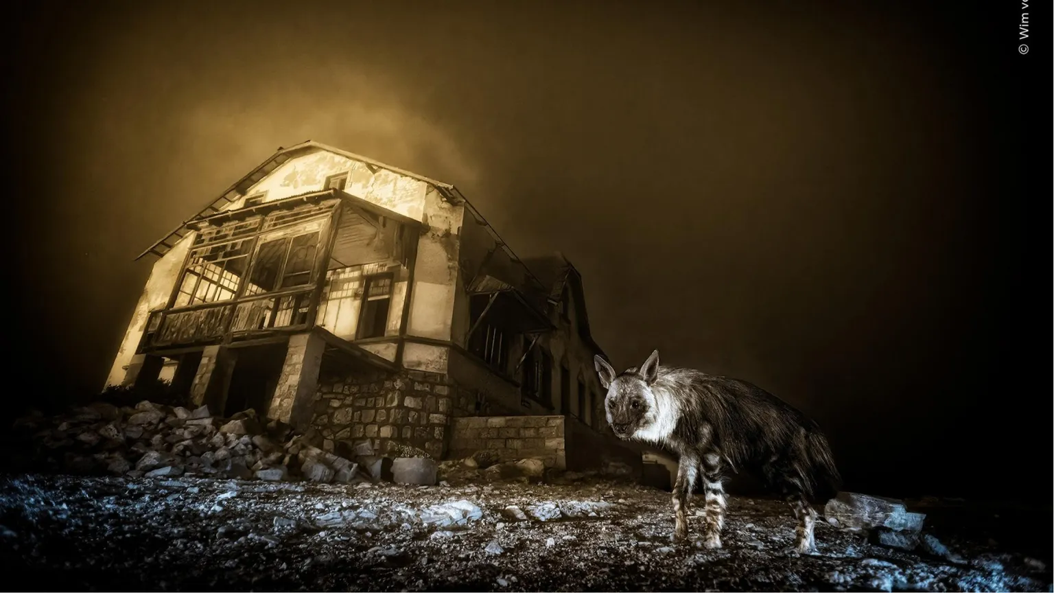 Una spettrale immagine con una iena che si muove in una città fantasma della Namibia