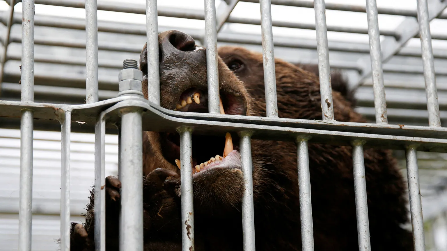 Un orso catturato a Sunagawa, nella prefettura di Hokkaido