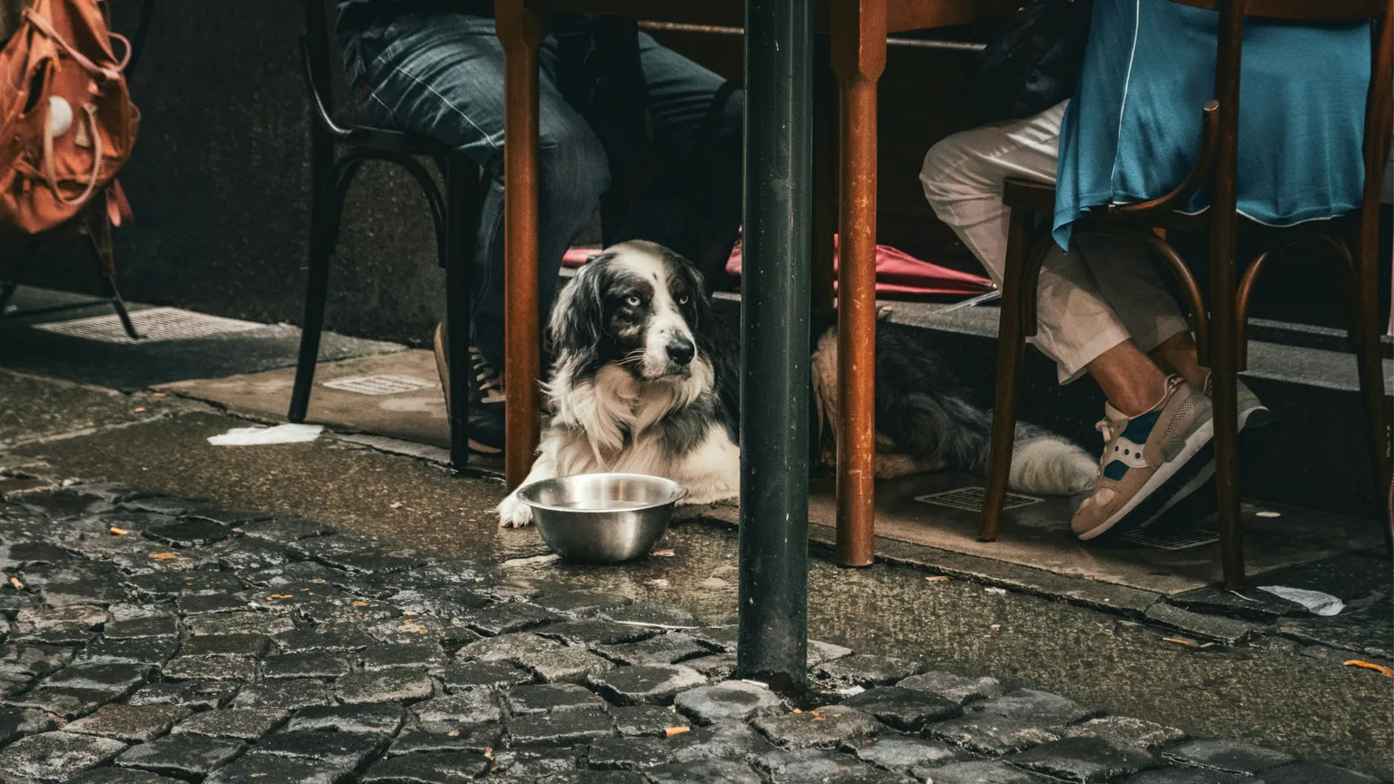 Nell'Italia senza figli le famiglie colmano la solitudine con gli animali
