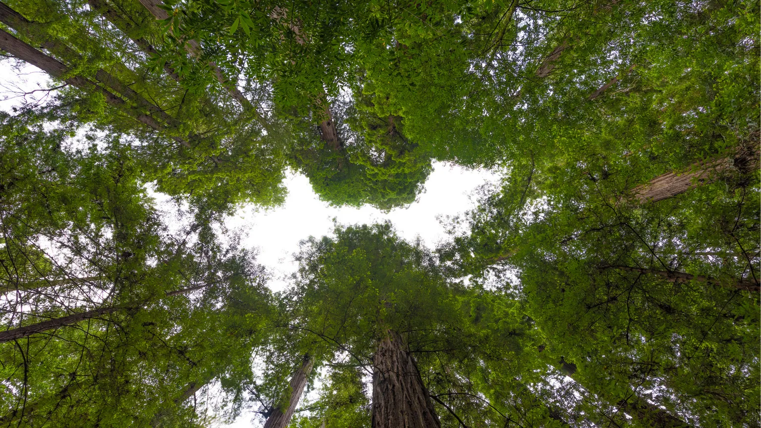 Per salvaguardare le foreste รจ necessario ascoltare il loro respiro
