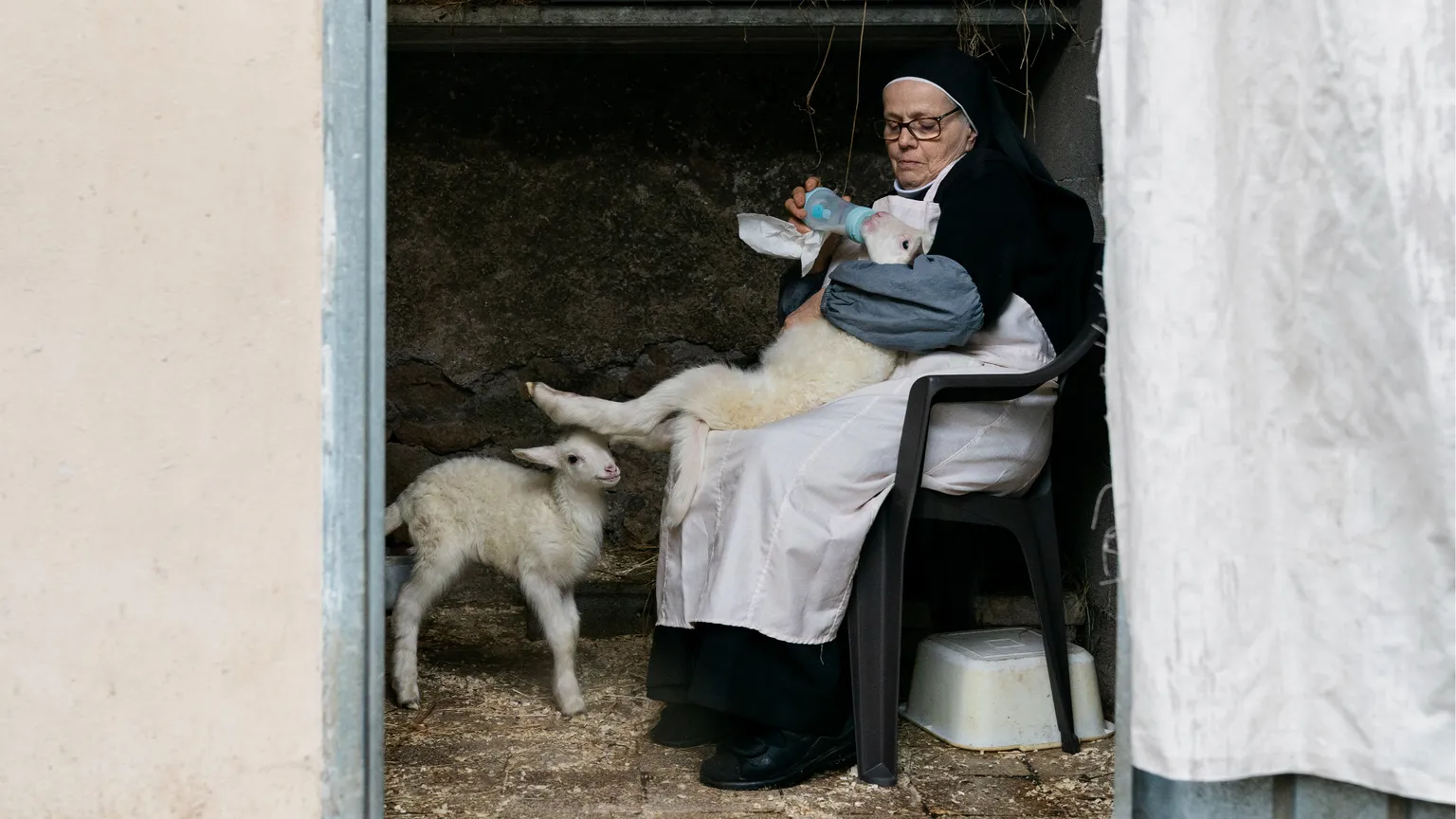 "Agnus Dei", arrivano in sala gli agnellini del Papa