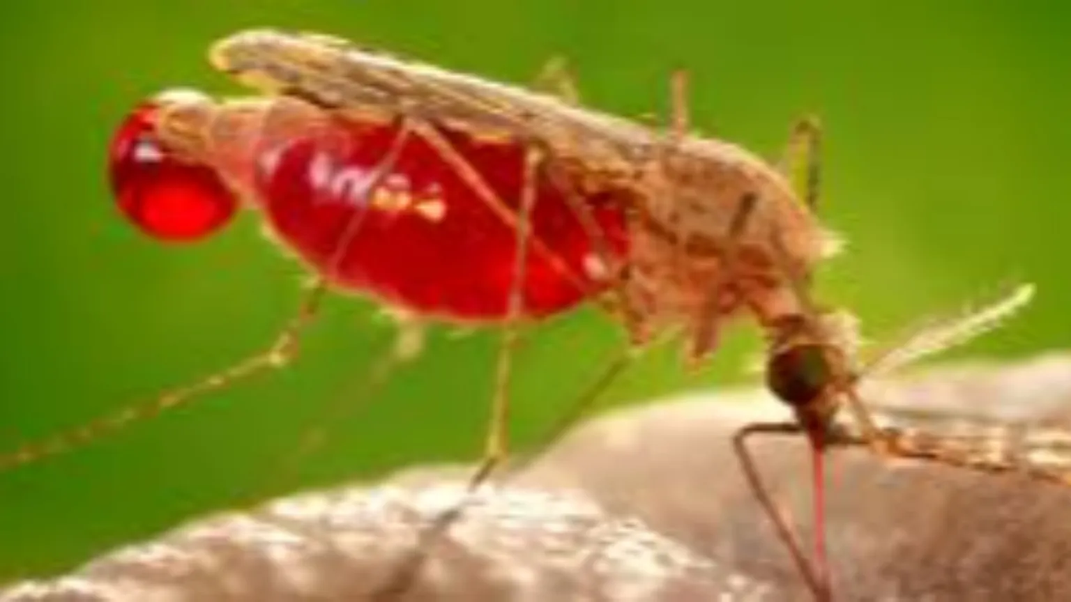 La malaria non è ancora sconfitta. Ma i vaccini stanno cambiando tutto