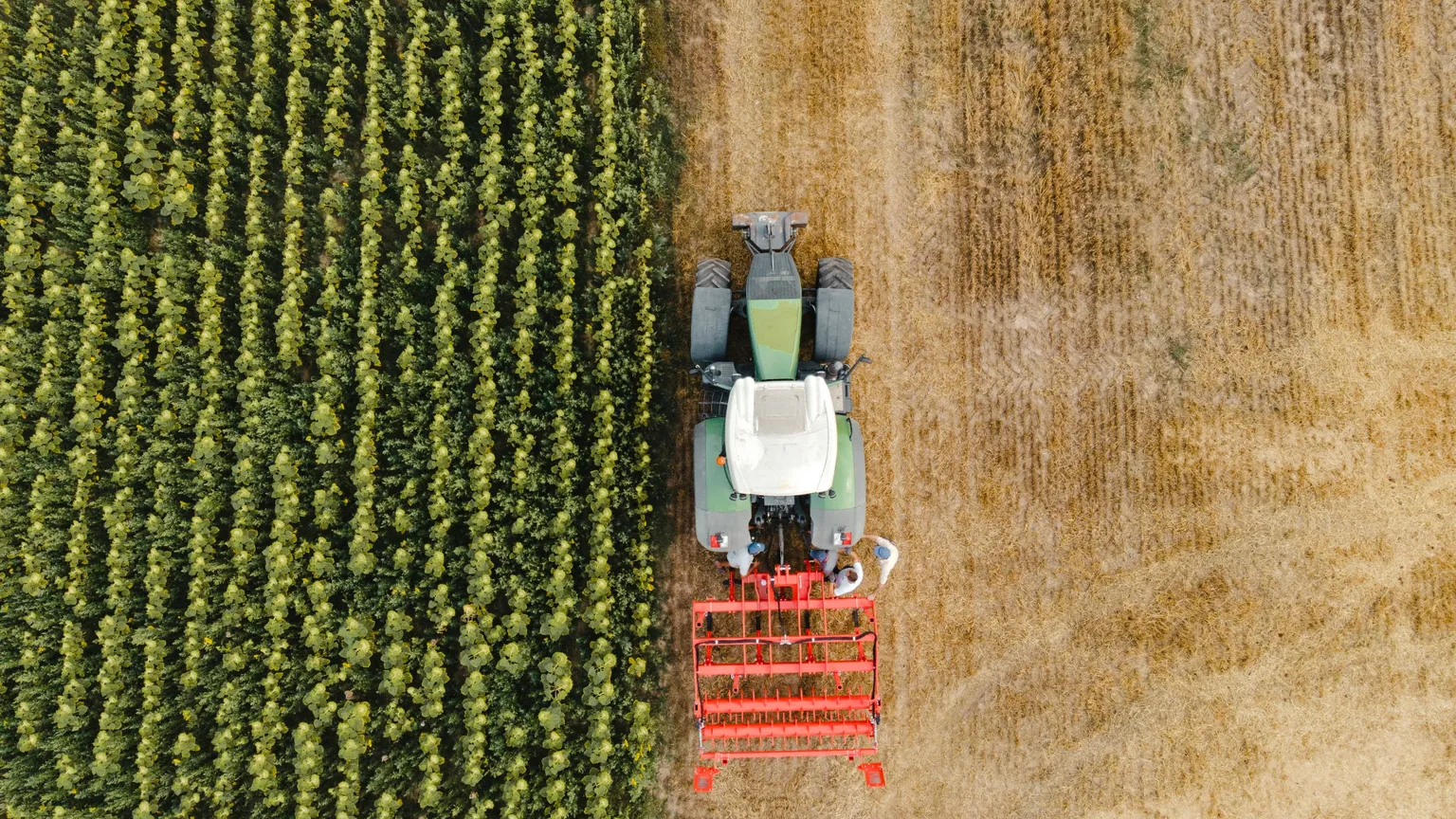 L’IA al lavoro anche nei campi: aiuta in chat gli agricoltori