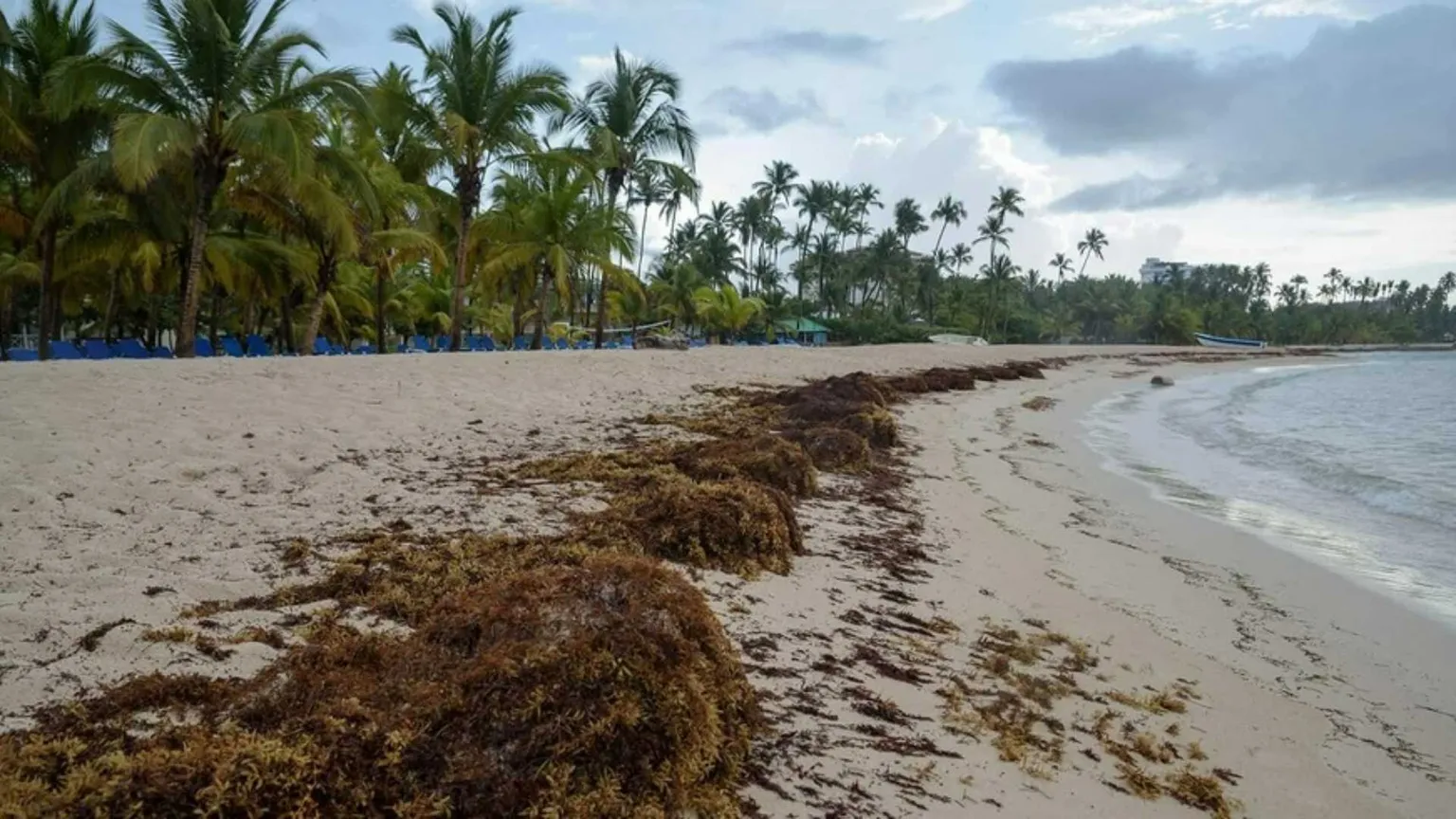 Ecco come il sargasso può aiutare a contrastare il cambiamento climatico