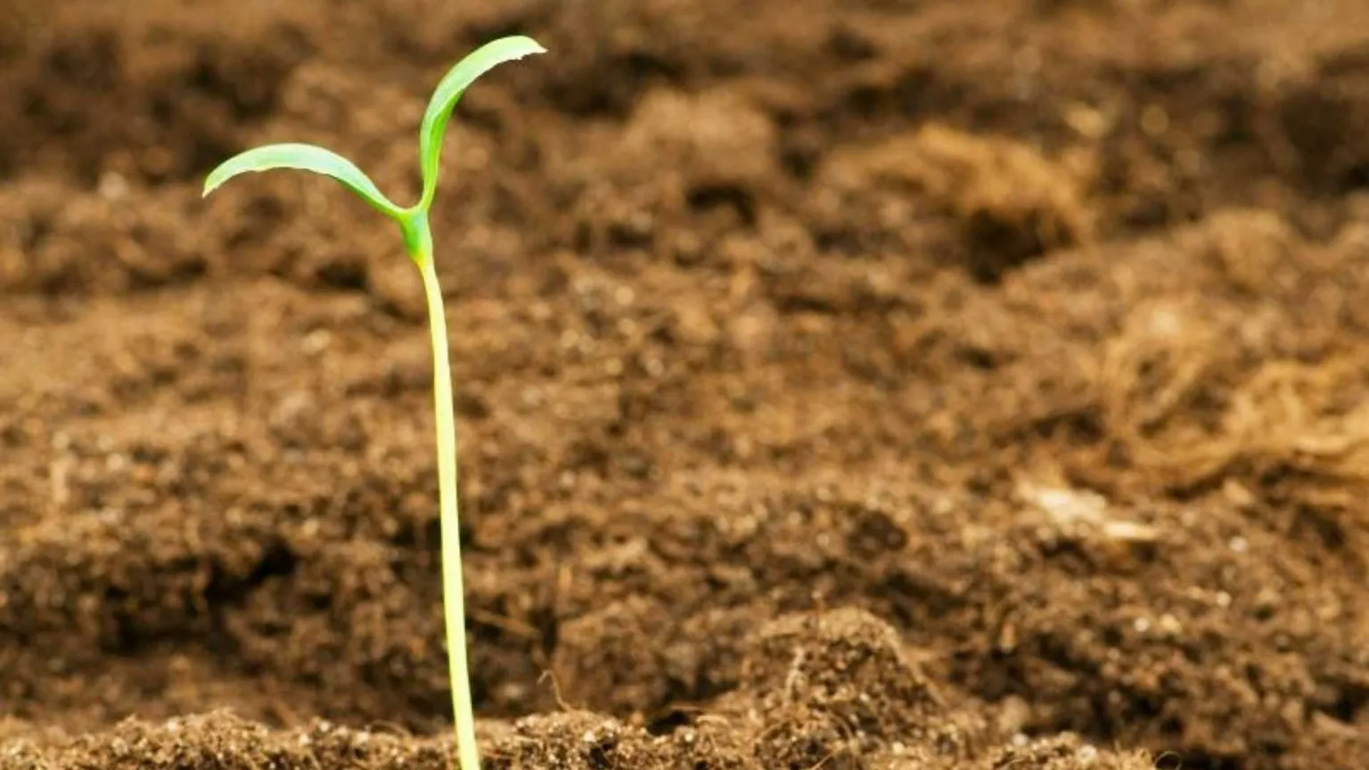 La speranza è lo «stare al mondo» di chi ha conosciuto la disperazione