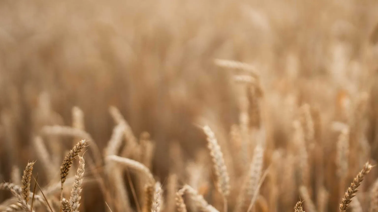 L'IA applicata al cibo. Chi deciderà il pane di domani?