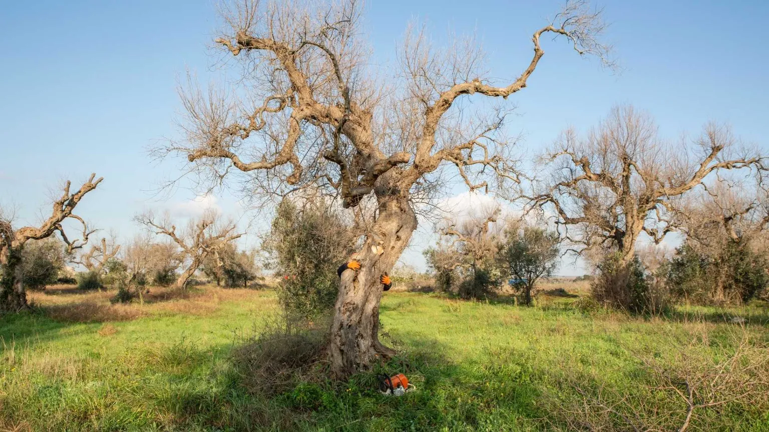 Gli ulivi della Xylella
sono diventati cover per gli smartphone (e riforestano il Salento)