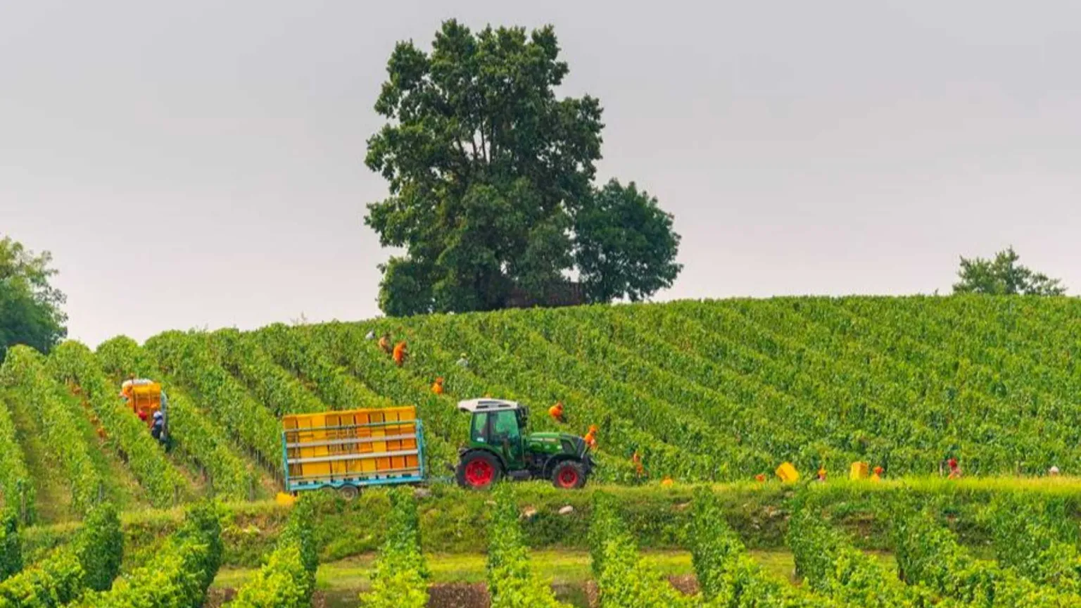 La vendemmia nell'Oltrepò