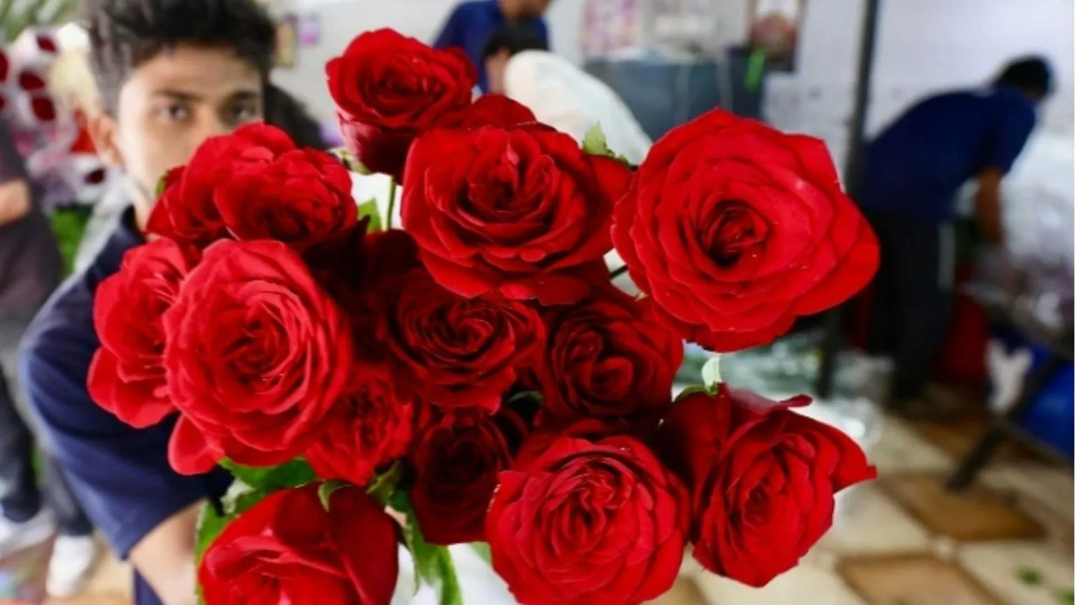«Vuoi una rosa?»: viaggio nel racket dei venditori, sfruttati e stipati in case-pollai