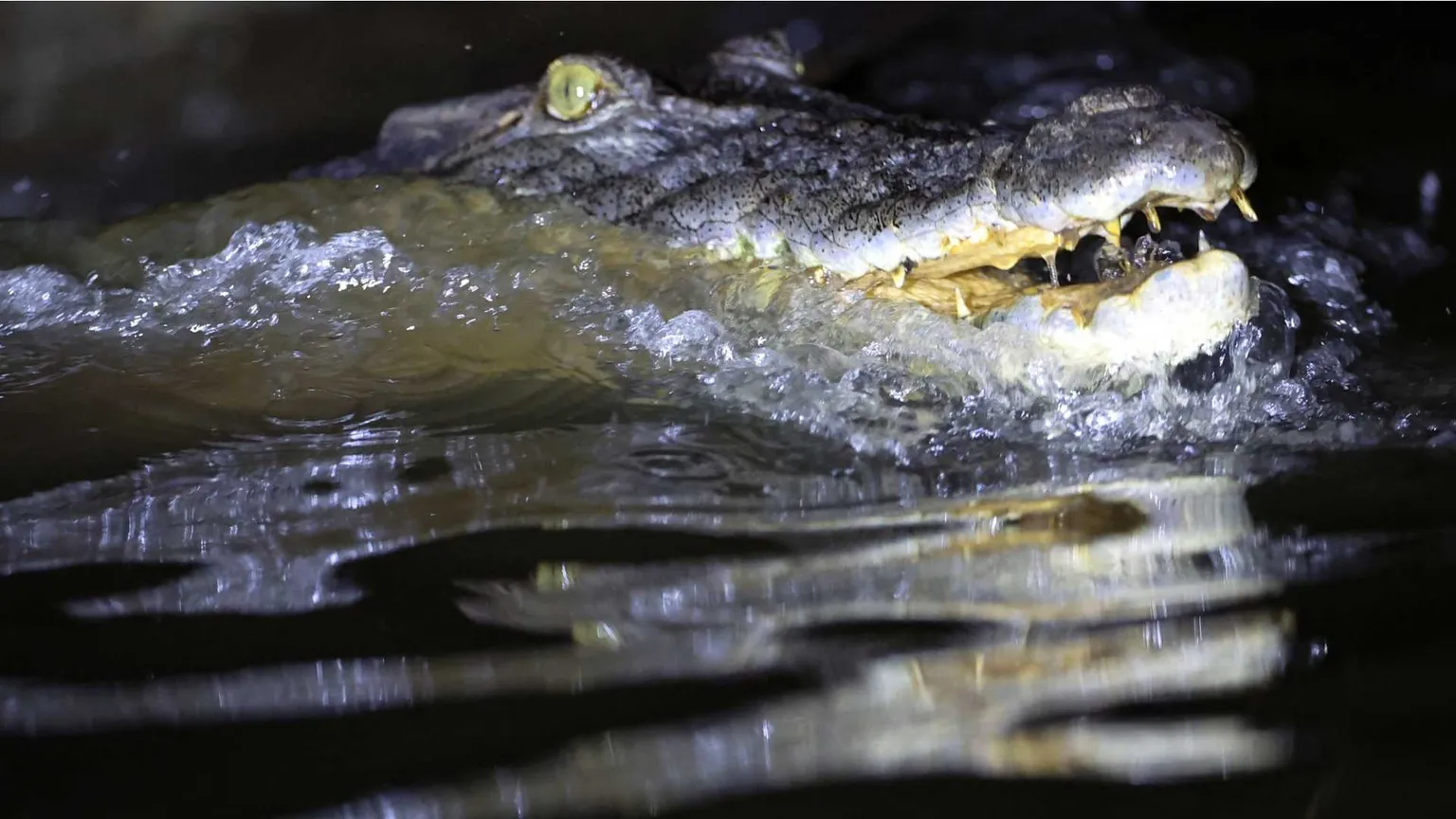 Il muso grigiastro di un coccodrillo, con la bocca semiaperta tra schizzi d'acqua