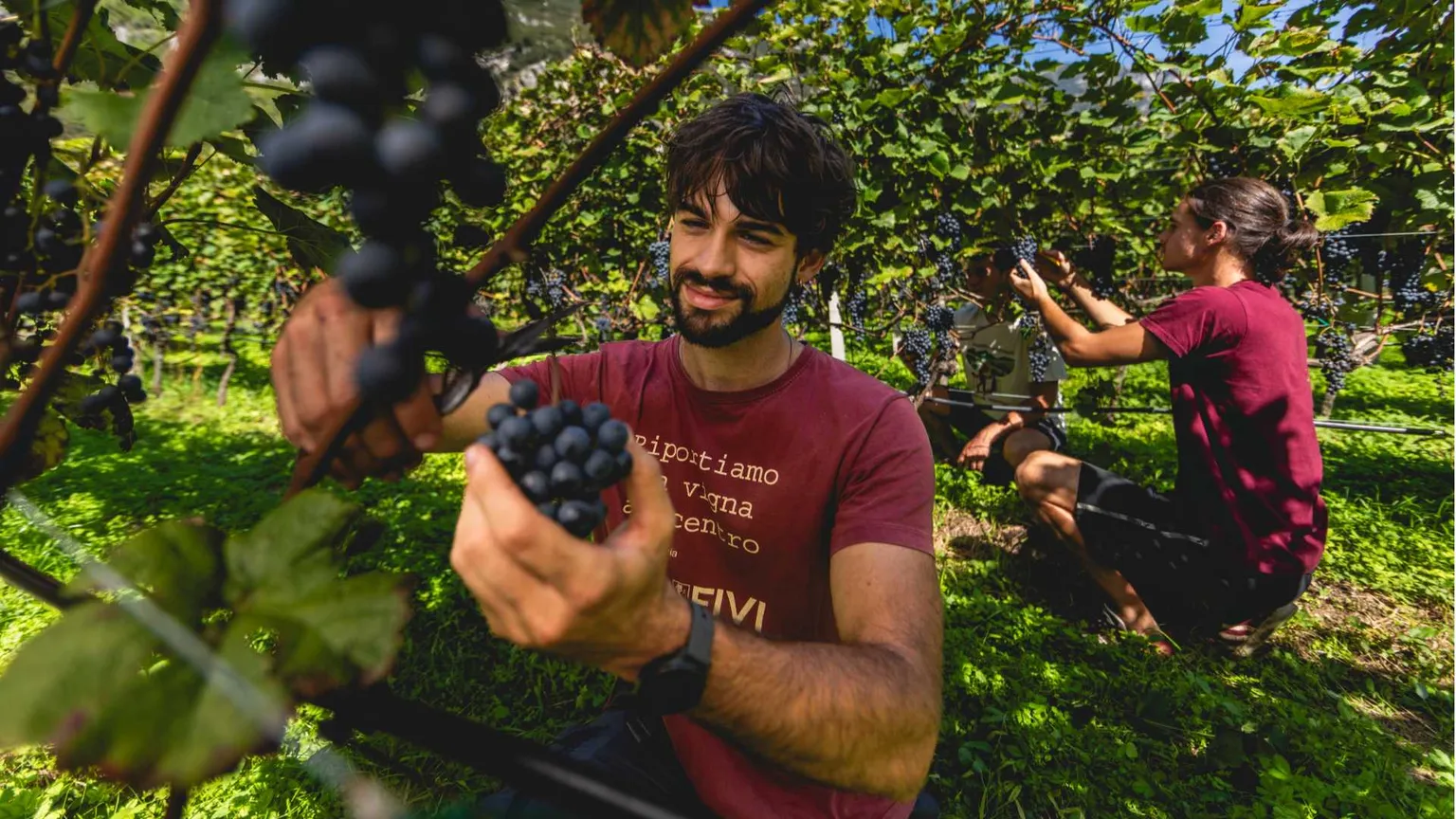 Custodi del territorio: i vignaioli della Fivi per la prima volta saranno al Meeting di Rimini