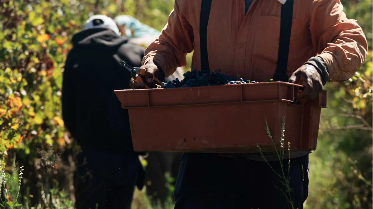 Vino e olio sono nei guai: la produzione abbonda, le vendite no