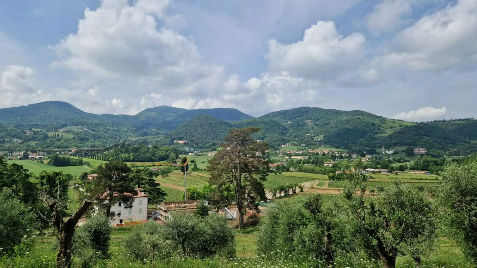 Il primo progetto vitivinicolo della diocesi di Padova