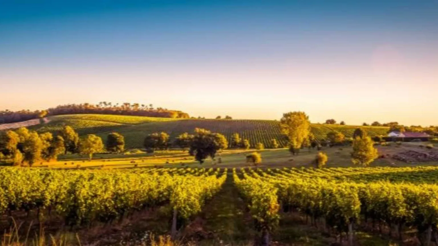 Nel vino la "veritas" del voto francese: la rabbia di Bordeaux sfida Parigi