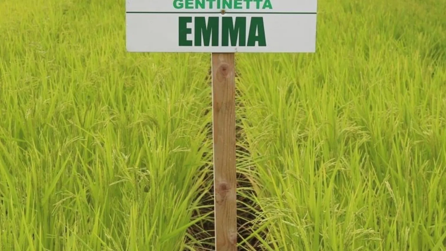 A Milano è nato “Emma”, il riso Basmati made in Italy