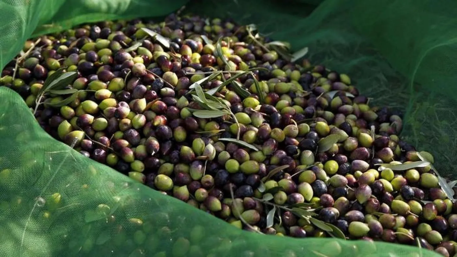 L’oro della terra, l’olio della comunione