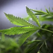 La droga fa male, non dite bugie ai giovani