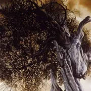 L'elogio degli alberi