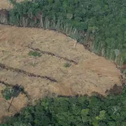 Così l'attacco alla biodiversità sta favorendo le pandemie