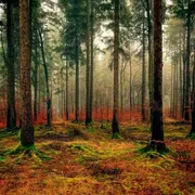 Contro l'energia prodotta bruciando gli alberi