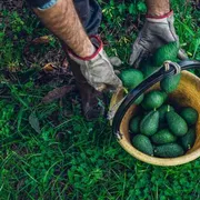Avocado e banane siciliani, il Made in Italy si fa esotico